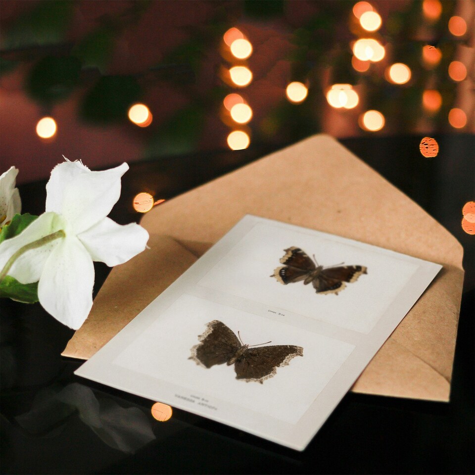 image 1 of Sherman Denton Art Card Mourning Cloak Butterfly