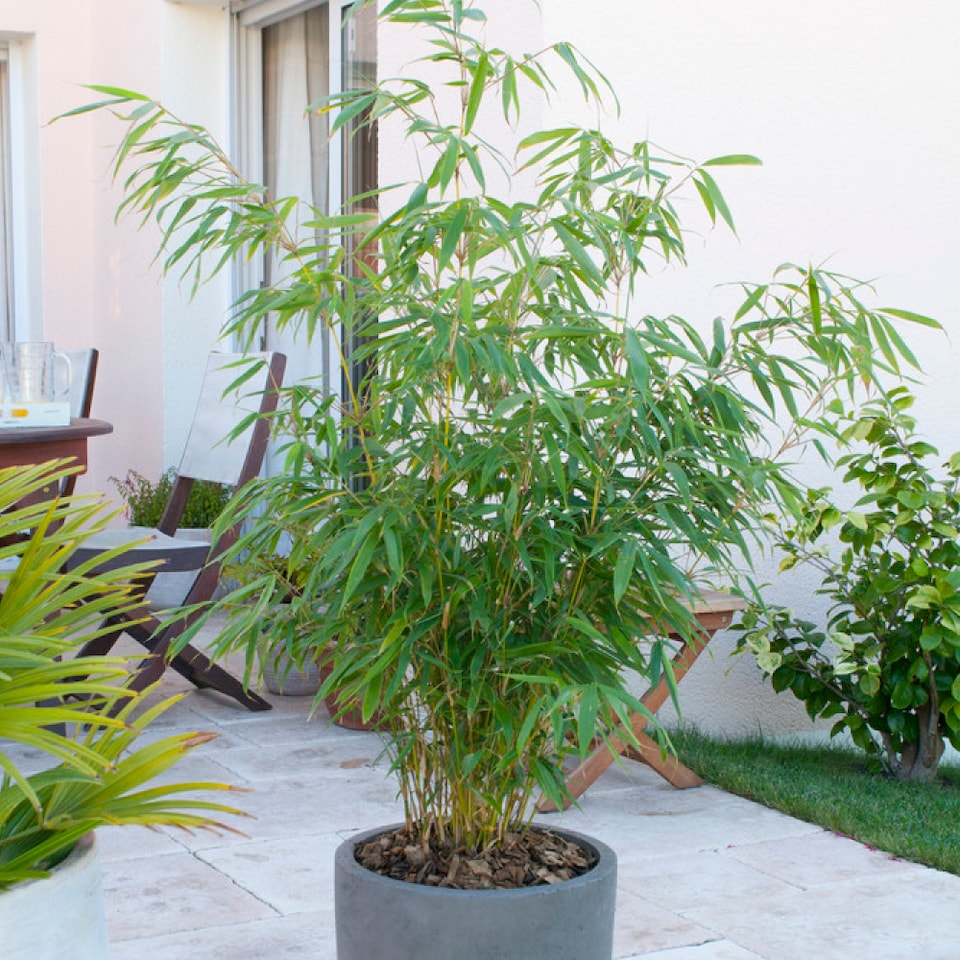 image 1 of YouGarden Pair of Fargesia rufa 'Fountain' Bamboo, Established Plants in 2L Pots, Supplied Already 50cm Tall and Ready to Plant