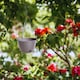 image 2 of Ratolla Round Hanging Plastic Planter - 14.2x21.7x21.7 cm | Grey | Grey & Set of 2 | 2