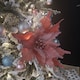 image 9 of 68cm Frosted Light Coral Pink Poinsettia Stem Christmas Decoration