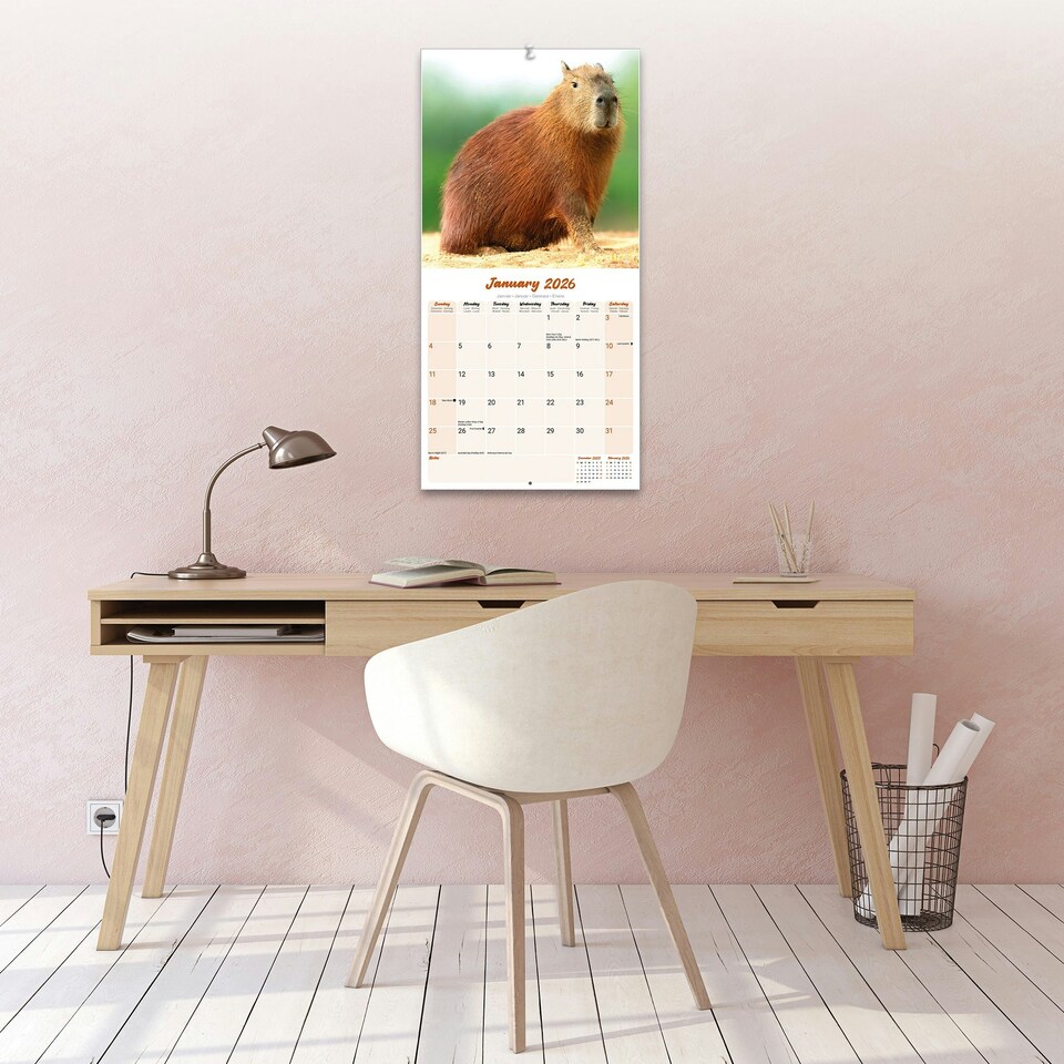 image 1 of Capybara 2026 Calendar | Square Wall Calendar | Animal Gift | Plastic Free Packaging | by Avonside Publishing