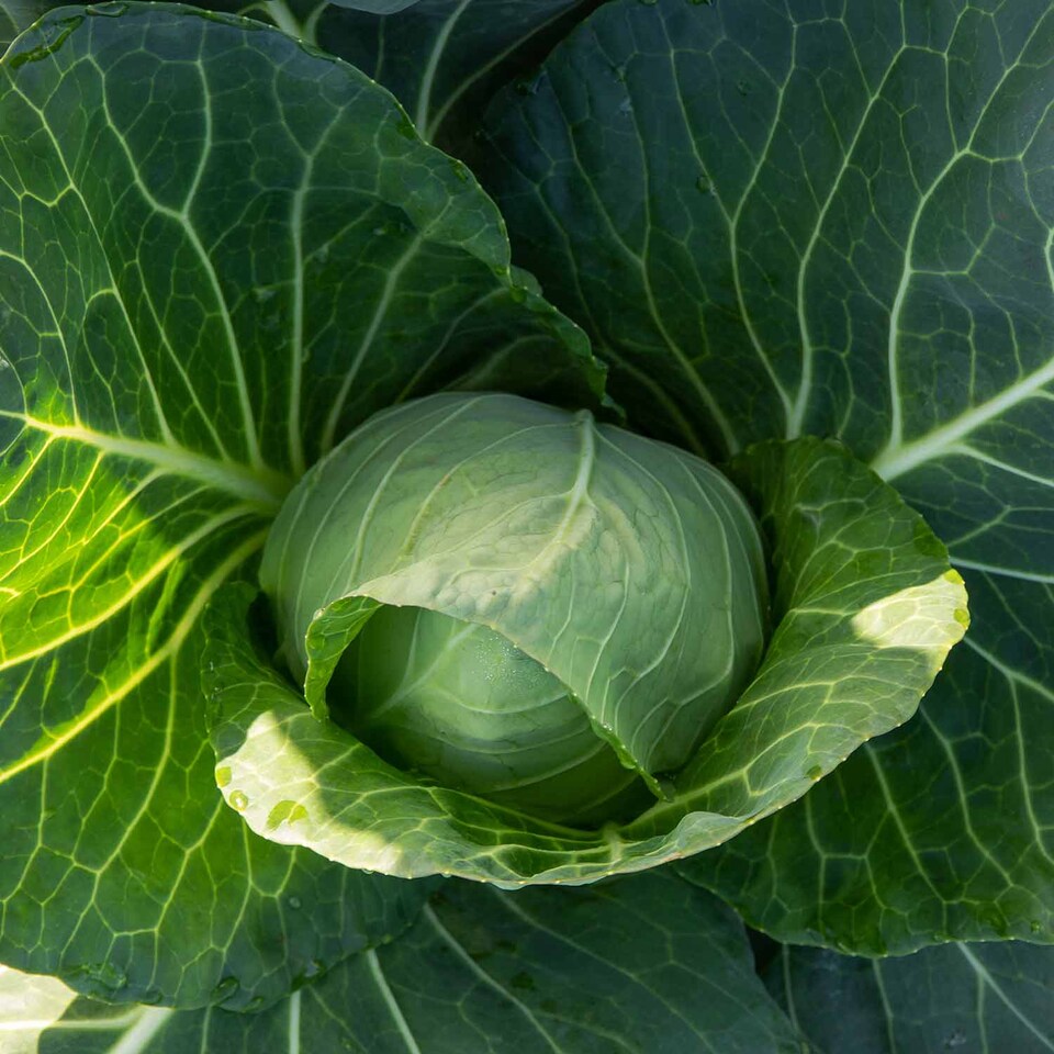 image 1 of Marshalls Garden Spring Cabbage 'Durham Early' - 12 Garden-Ready Plants for Early Spring Greens and Firm Pointed Hearts