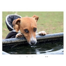 Kevin Milner Jack Russell Countryside Greetings Card - Multicoloured - One Size