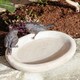 image 1 of Contemporary Bird Bowl