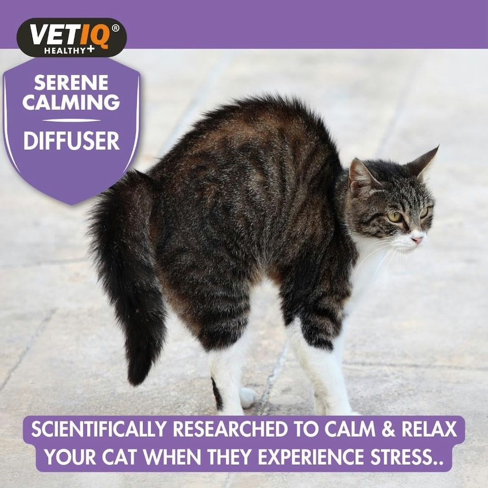 image 1 of VETIQ Serene Calming Diffuser Refill 6ML