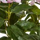 image 3 of Large Pink Hydrangea Plant in Pot - Plastic - L55 x W55 x H71 cm - Pink