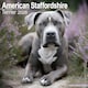 image 1 of American Staffordshire Terrier 2026 Calendar | Square Wall Calendar | Dog Breed Gift | Plastic Free Packaging | by Avonside Publishing