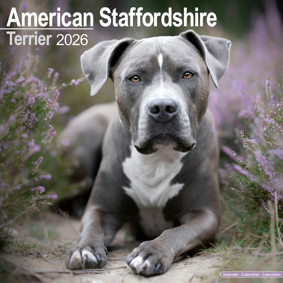 image 1 of American Staffordshire Terrier 2026 Calendar | Square Wall Calendar | Dog Breed Gift | Plastic Free Packaging | by Avonside Publishing
