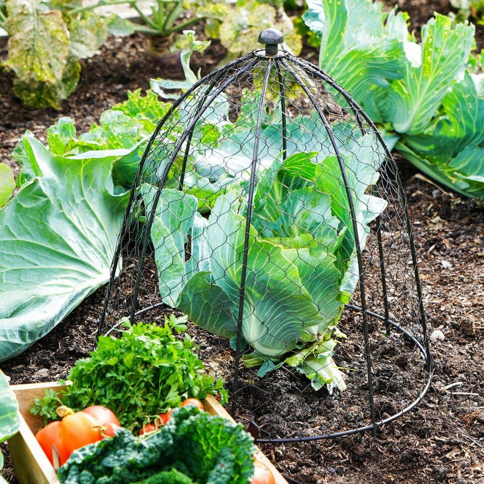 image 1 of Outdoor Wire Netted Plant Protector