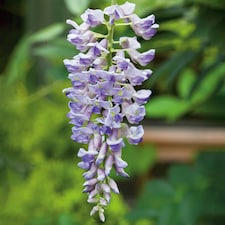 Wisteria 'Amethyst Falls' - compact purple-flowering climber | Purple | Purple | 9cm Plants