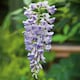 image 1 of Wisteria 'Amethyst Falls' - compact purple-flowering climber | Purple | Purple | 9cm Plants