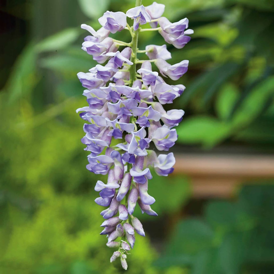 image 1 of Wisteria 'Amethyst Falls' - compact purple-flowering climber | Purple | Purple | 9cm Plants