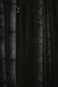 image 2 of Extra Large Black Bamboo Phyllostachys Nigra 5ft Tall in a 10/12 Litre Pot By Direct Plants