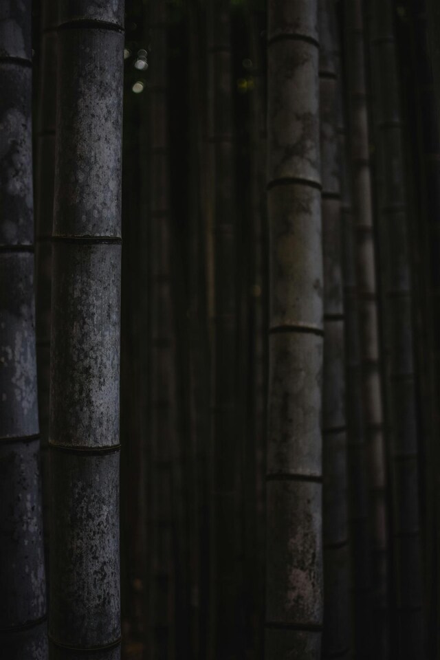 image 1 of Extra Large Black Bamboo Phyllostachys Nigra 5ft Tall in a 10/12 Litre Pot By Direct Plants
