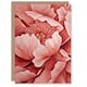 image 1 of Coral Pink Peony Flower Magnified Zoom Floral Him Her Birthday Card