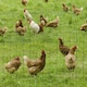 image 7 of PawHut 0.6Mx10M Chicken Wire Mesh Rabbit Poultry Animal Fence PVC Coated Netting