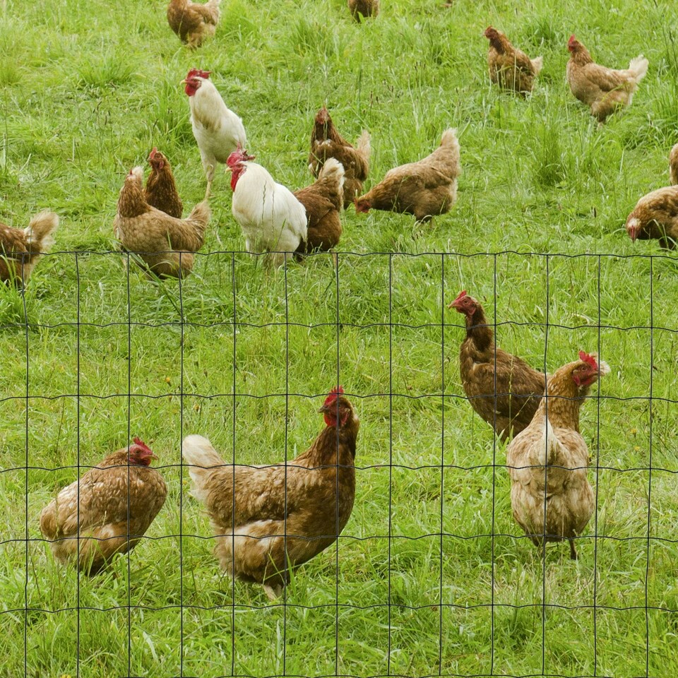 image 1 of PawHut 0.6Mx10M Chicken Wire Mesh Rabbit Poultry Animal Fence PVC Coated Netting