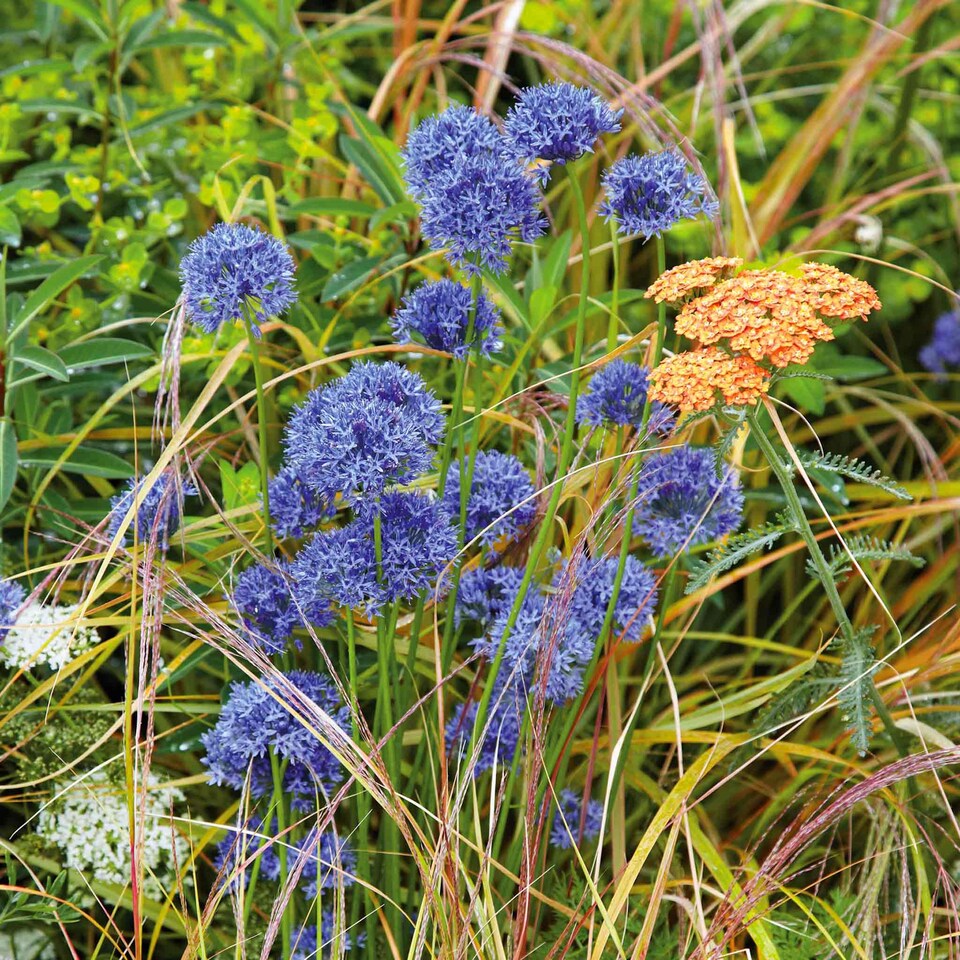 image 1 of Marshalls Garden Allium 'Caeruleum' Bulbs 20-Pack