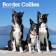 image 1 of Border Collies 2026 Square Flap Calendar