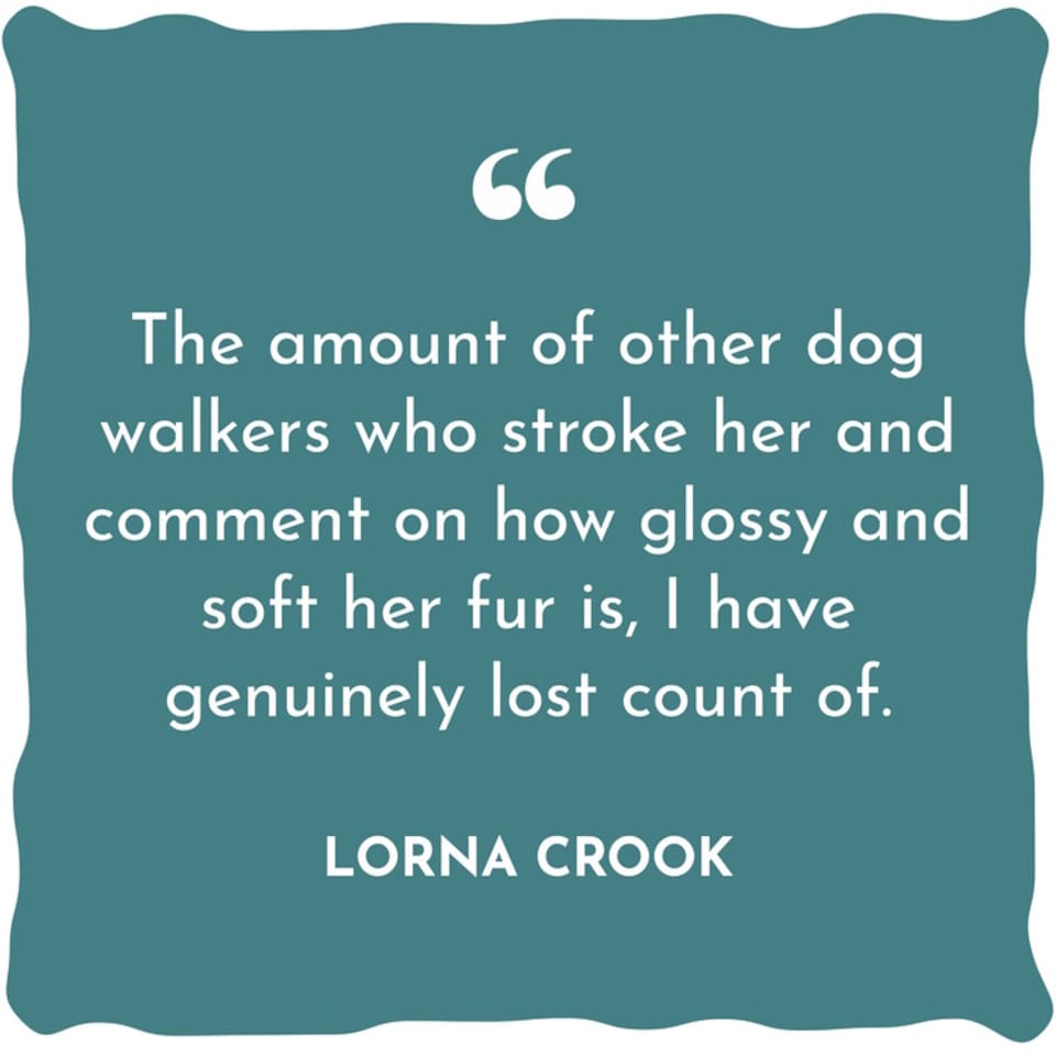 image 1 of WildWash Natural Conditioning Shampoo for Dogs 250ml