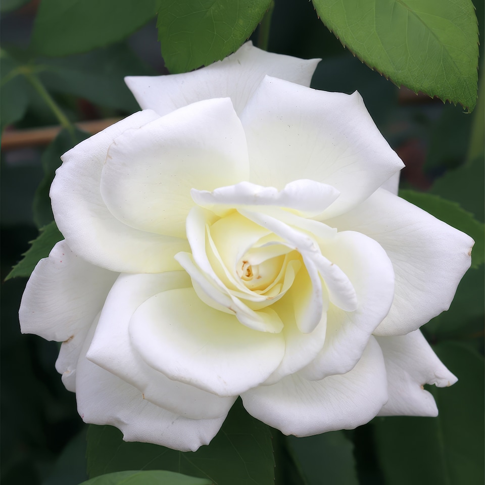 Sugar Moon Hybrid Tea Rose Wekmemolo Tall Bushy White Flowering Rose 4L Pot