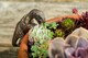 image 4 of Velociraptor Plant Pot Hanger - L10.5 x W4.5 x H5 cm | Bronze