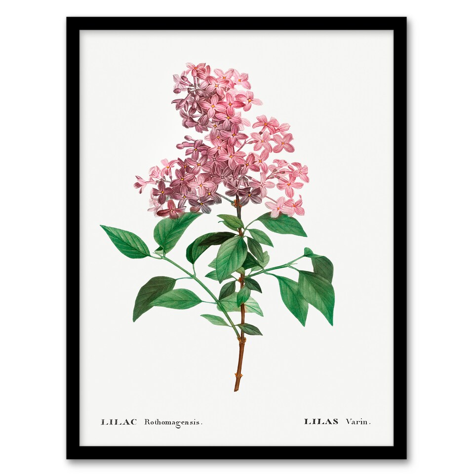 image 1 of Redoute Framed Wall Art Chinese Lilac Vintage Floral Illustration Home Décor