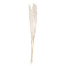 Bleached Pampas Grass - Pack of 5