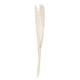 image 1 of Bleached Pampas Grass - Pack of 5