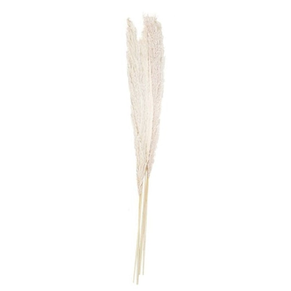 image 1 of Bleached Pampas Grass - Pack of 5