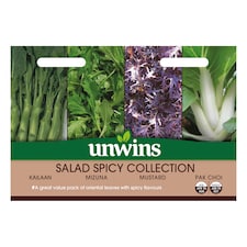 Salad Spicy Collection Pack | Multi | Green, White, Purple | Seeds | 4