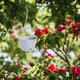 image 2 of Ratolla Round Hanging Plastic Planter - 14.2x21.7x21.7 cm | White | White & Set of 2 | 2