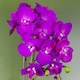 image 2 of Artificial Orchid Large Purple Gold 52cm Botanik