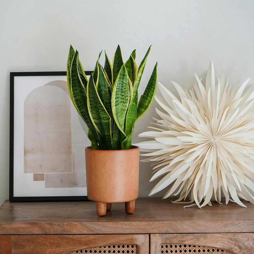 image 1 of Pisa Planter - Ceramic - L20 x W20 x H24 cm - Mustard | Brown