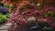 image 7 of Acer Controlled-Release Fertiliser Plant Food for Japanese Maples in Borders Containers Granules for Healthy Growth 120g Pouch