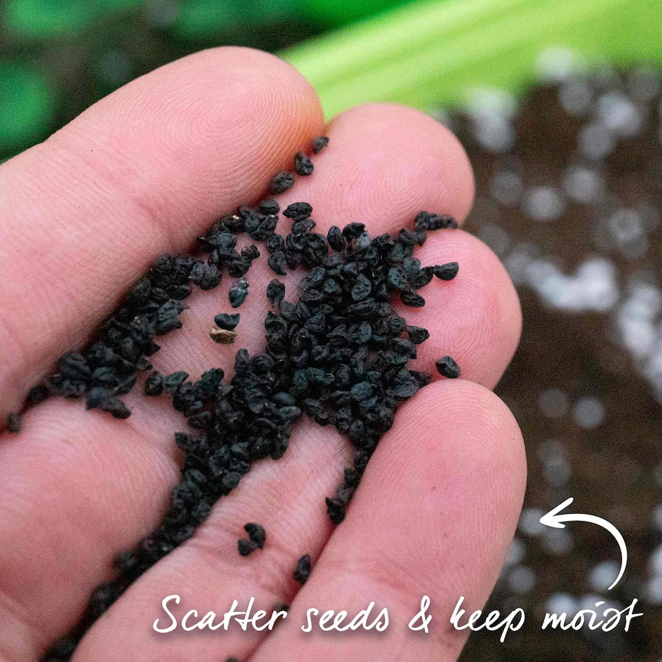 image 1 of Marshalls Garden Leek Seeds 'Batter' F1 40 seeds