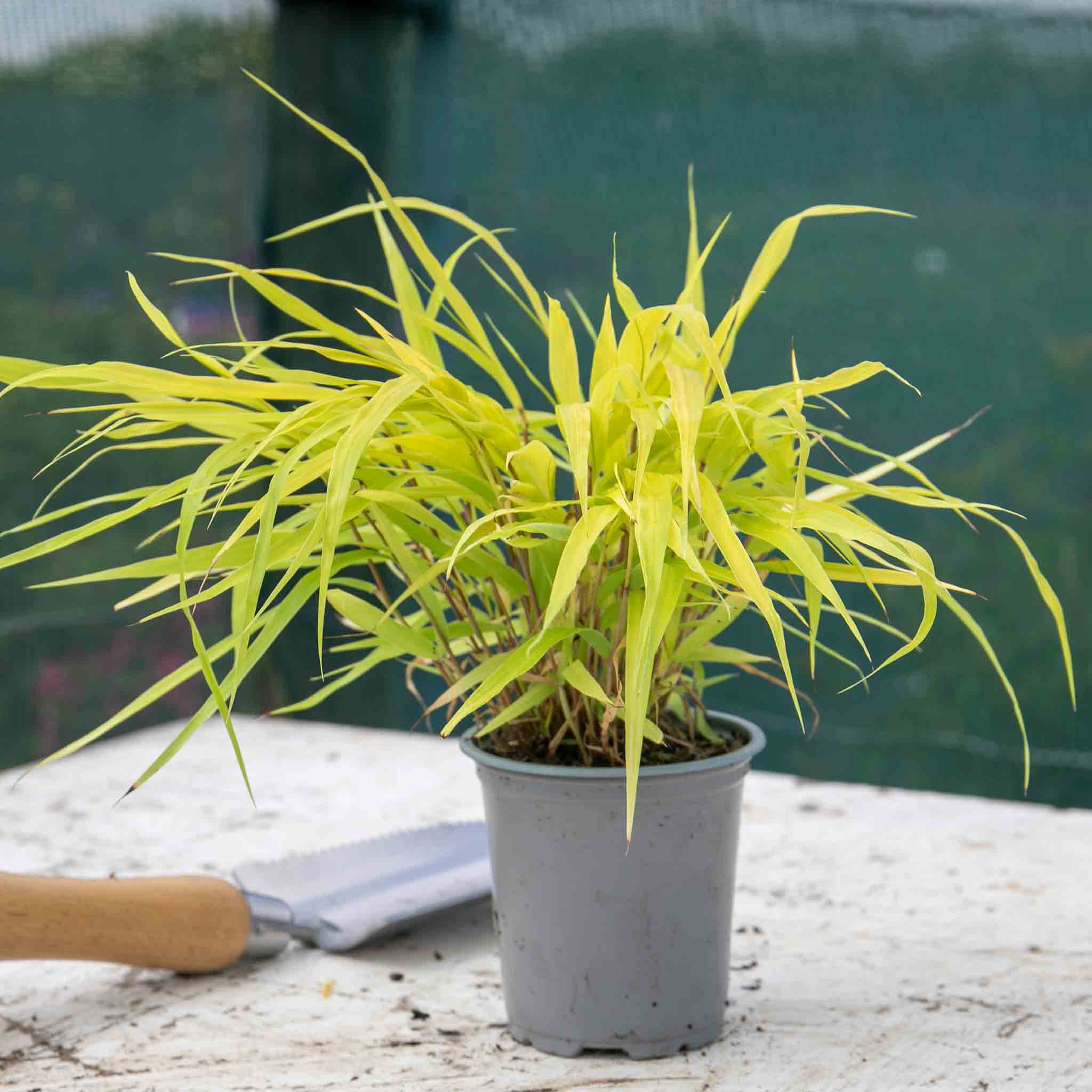 kaze to mori grow table（ネオンイエロー) Hakonechloa 'Sunflare' - Chartreuse-Yellow Ornamental Grass