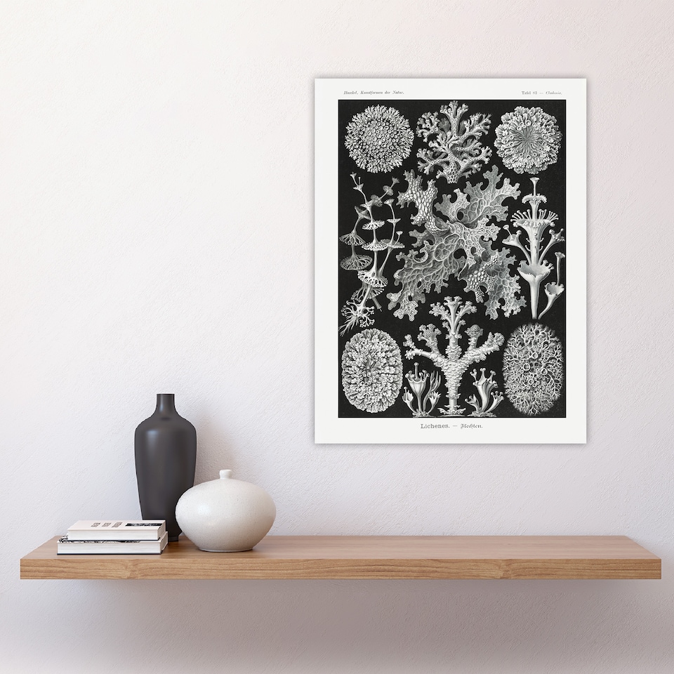 image 1 of Lichen Species Vintage Haeckel Botanical Huge Wall Art Print 18X24 In