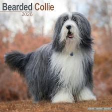 Bearded Collie 2026 Calendar | Square Wall Calendar | Dog Breed Gift | Plastic Free Packaging | by Avonside Publishing