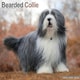 image 1 of Bearded Collie 2026 Calendar | Square Wall Calendar | Dog Breed Gift | Plastic Free Packaging | by Avonside Publishing