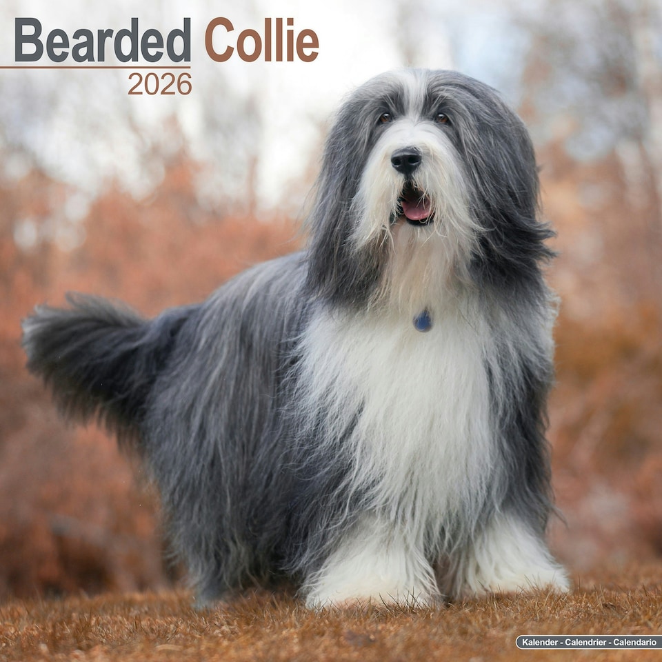 image 1 of Bearded Collie 2026 Calendar | Square Wall Calendar | Dog Breed Gift | Plastic Free Packaging | by Avonside Publishing