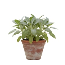 Sage Bergarten Broad Leaved Culinary Sage 3