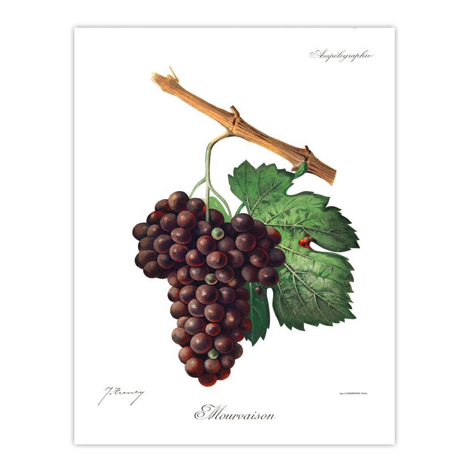 image 1 of Jules Troncy Framed Wall Art Wine Grapes Mourvaison Ampelography Home Décor