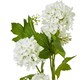 image 3 of Hill Interiors Snowball Viburnum Artificial Flower Spray - Cream - 77cm