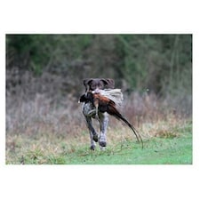 Kevin Milner Working Pointer Countryside Greetings Card - Multicoloured - One Size