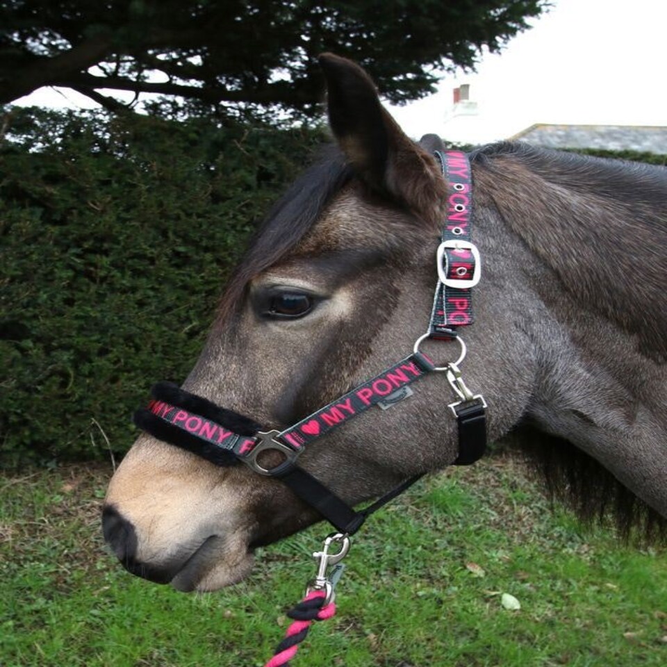 image 1 of Rhinegold Love My Pony Headcollar & Rope Set Green | Size: Full
Colour: Turquoise