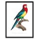 image 1 of Francois Levaillant Framed Wall Art Print The Eastern Rosella Parrot Home Décor