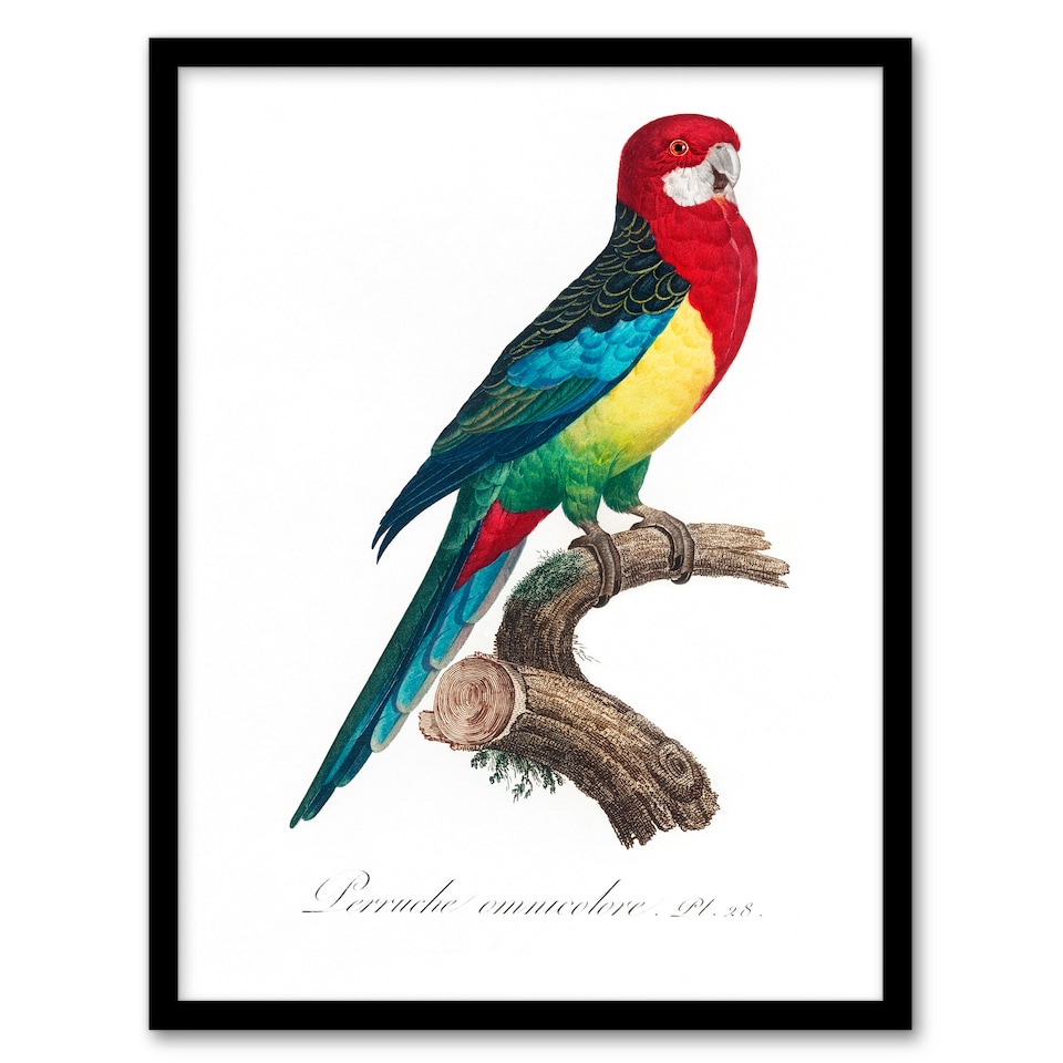 image 1 of Francois Levaillant Framed Wall Art Print The Eastern Rosella Parrot Home Décor