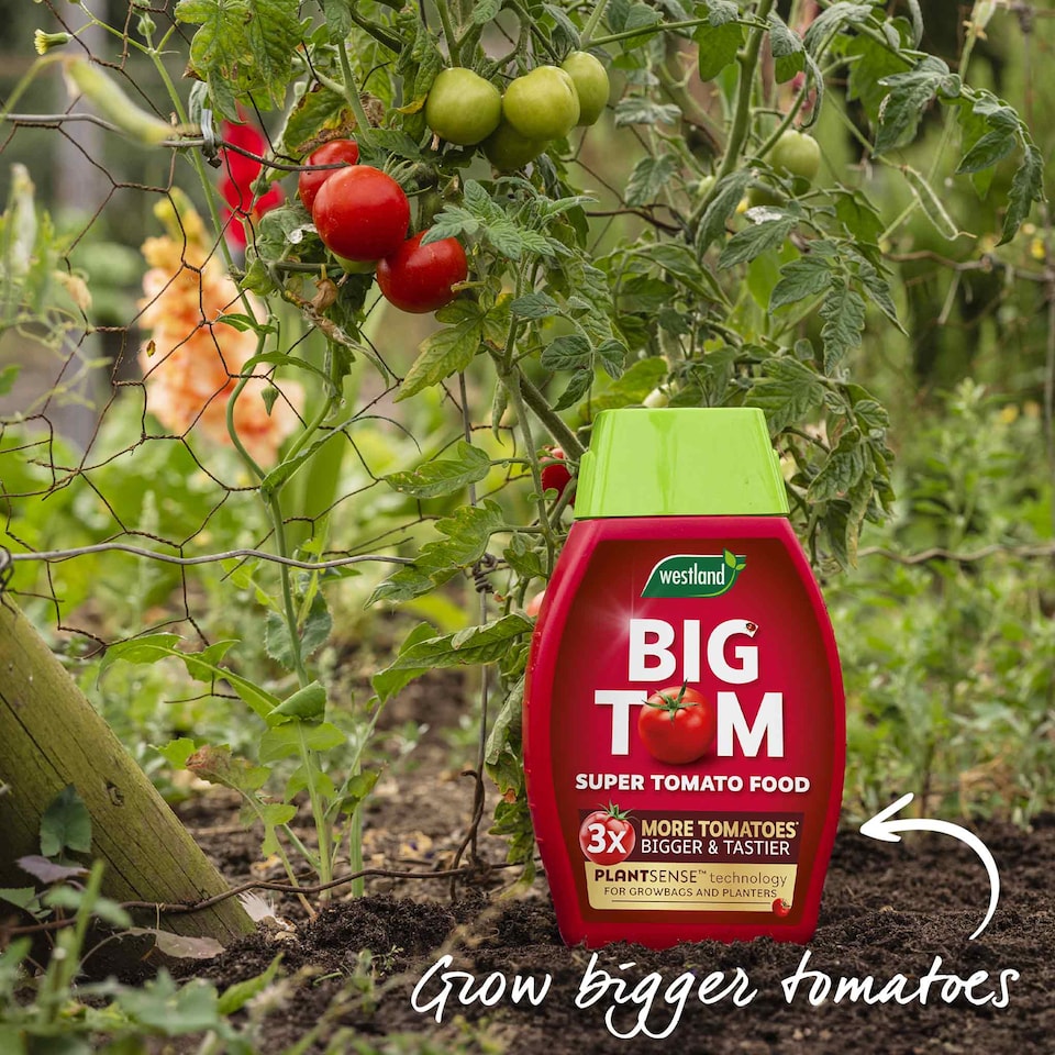 image 1 of Marshalls Garden Super Marmande Tomato Seeds - 55 seeds