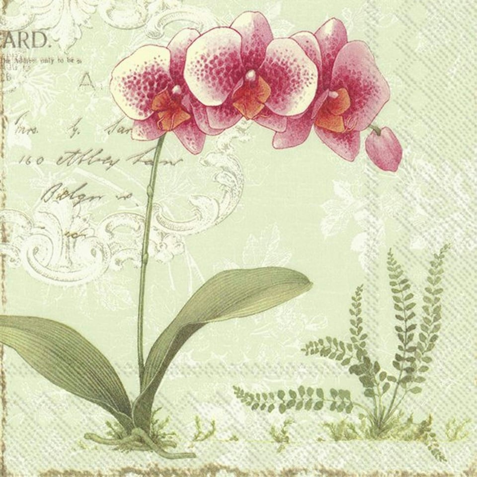 IHR L'Orchidee Light Green Cocktail Napkin 25cm 3ply 20 Pack